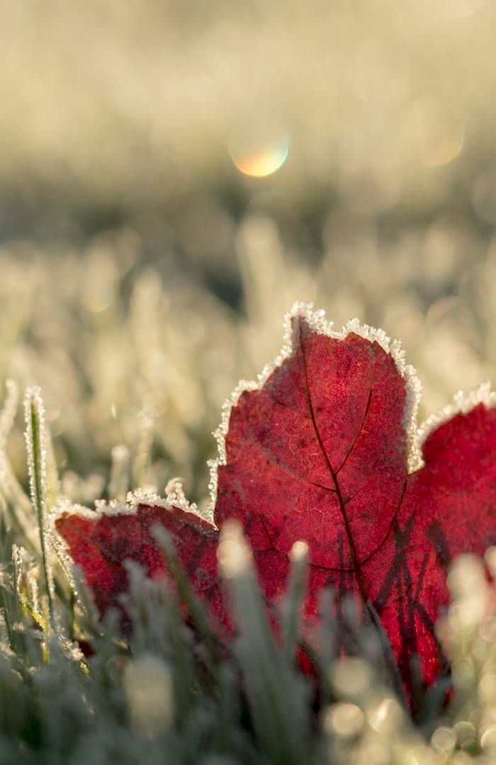 HJEMMEKONTOR OG KORONAUTBRUDD