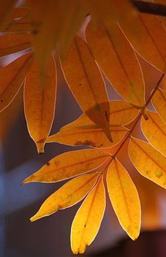 FRISTER FOR REGISTRERING I FORETAKSREGISTERET