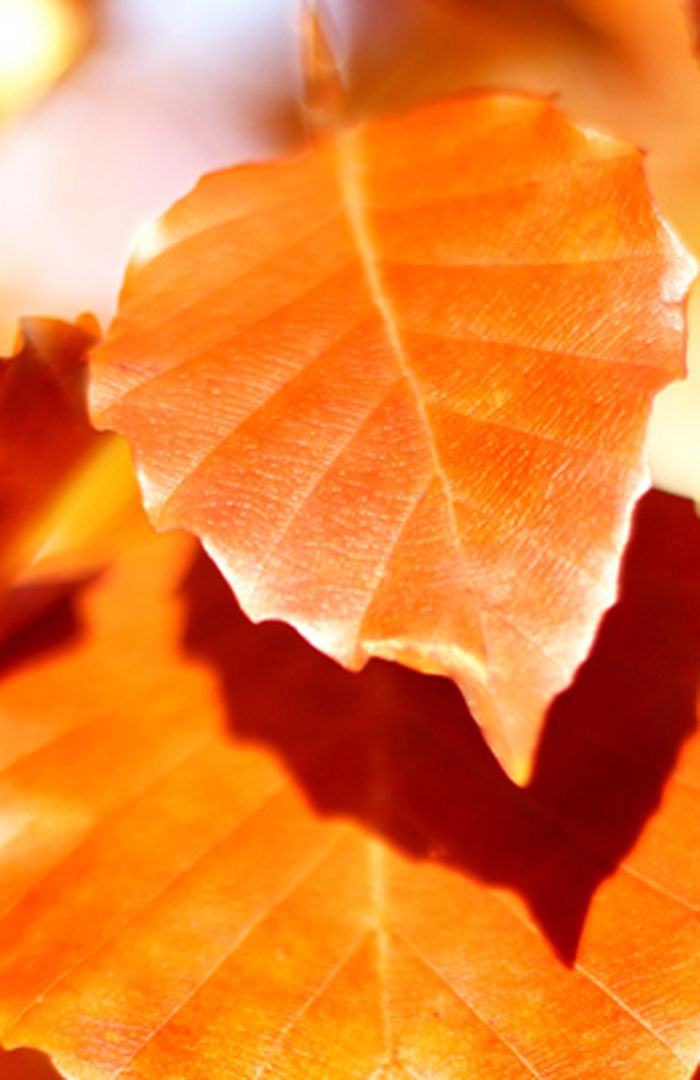 STATSBUDSJETTET 2021