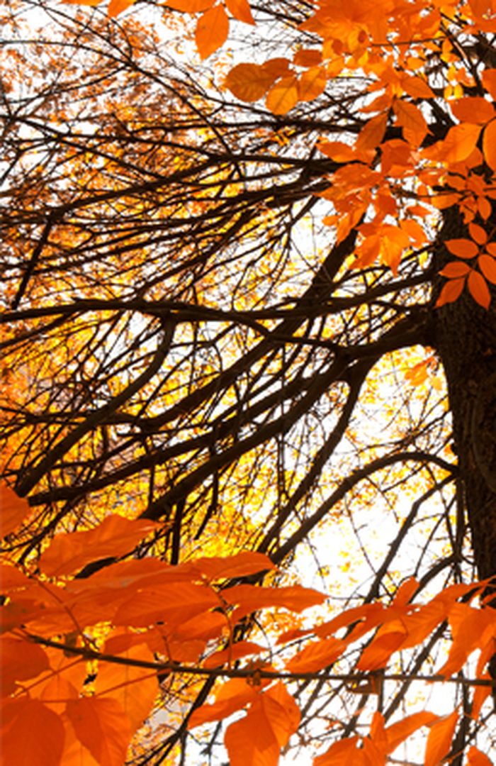 FIRMABIL UNDER PERMITTERING