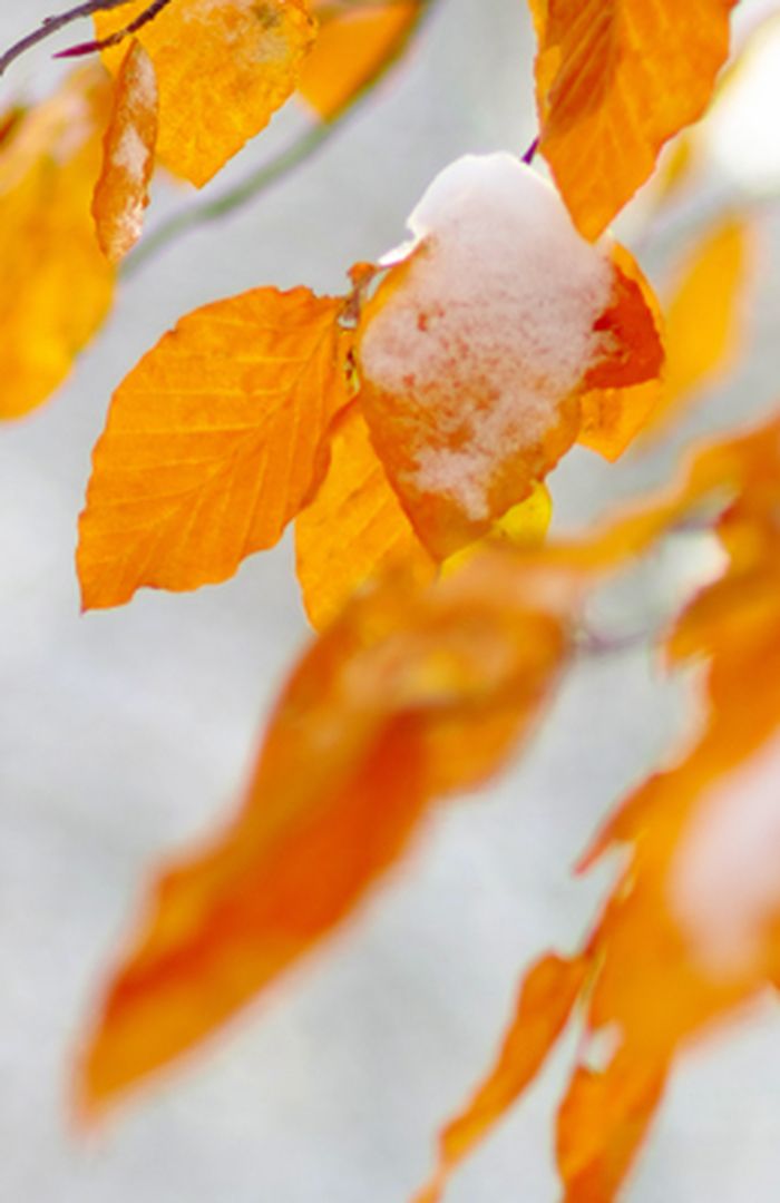 SAMMENSTILLINGSOPPGAVEN